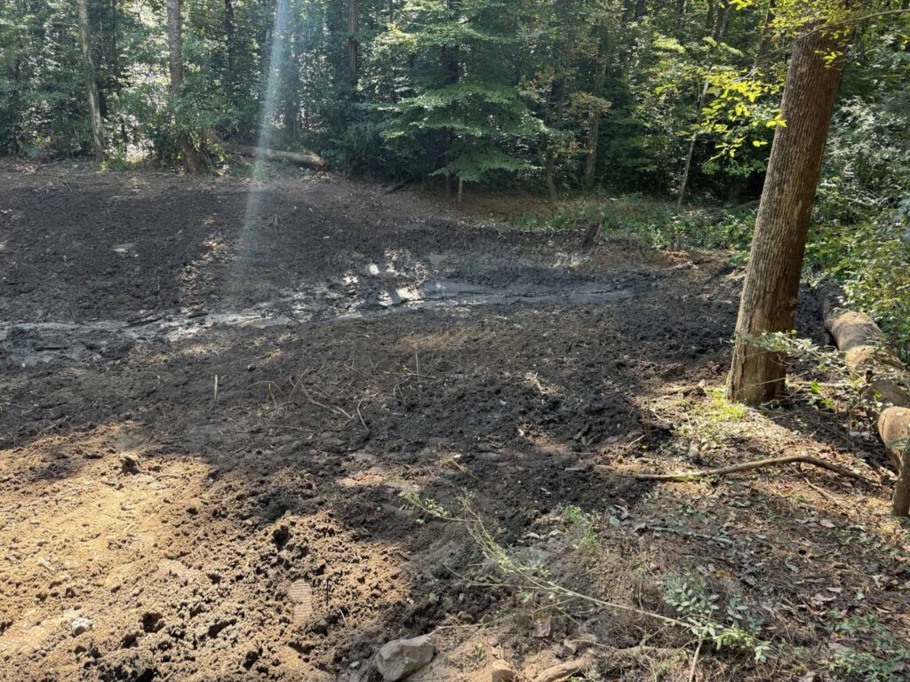 Cleared land in a wooded area with sunlight beams.
